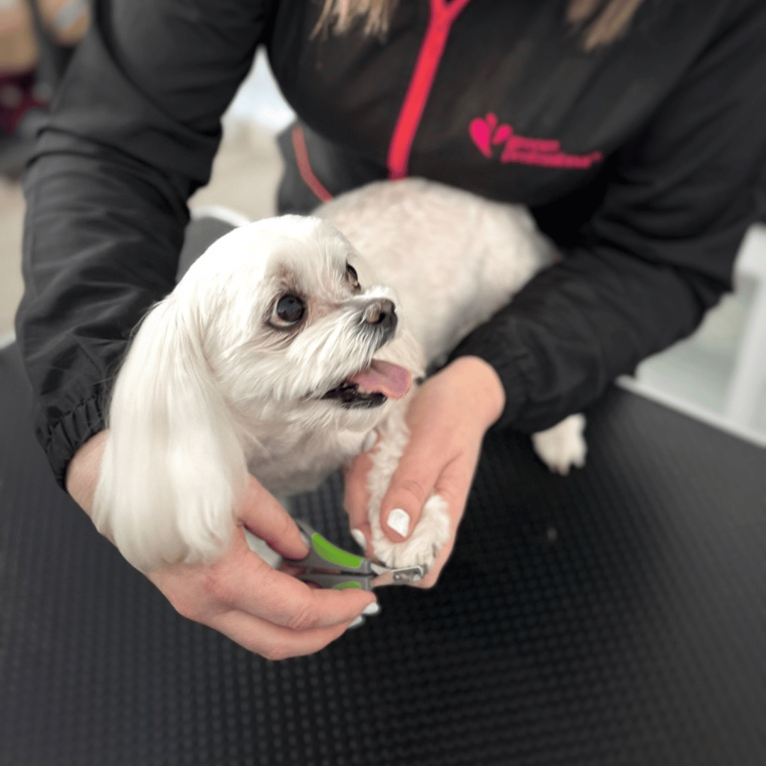 groomer bytom - salon pielęgnacji psów w Bytomiu