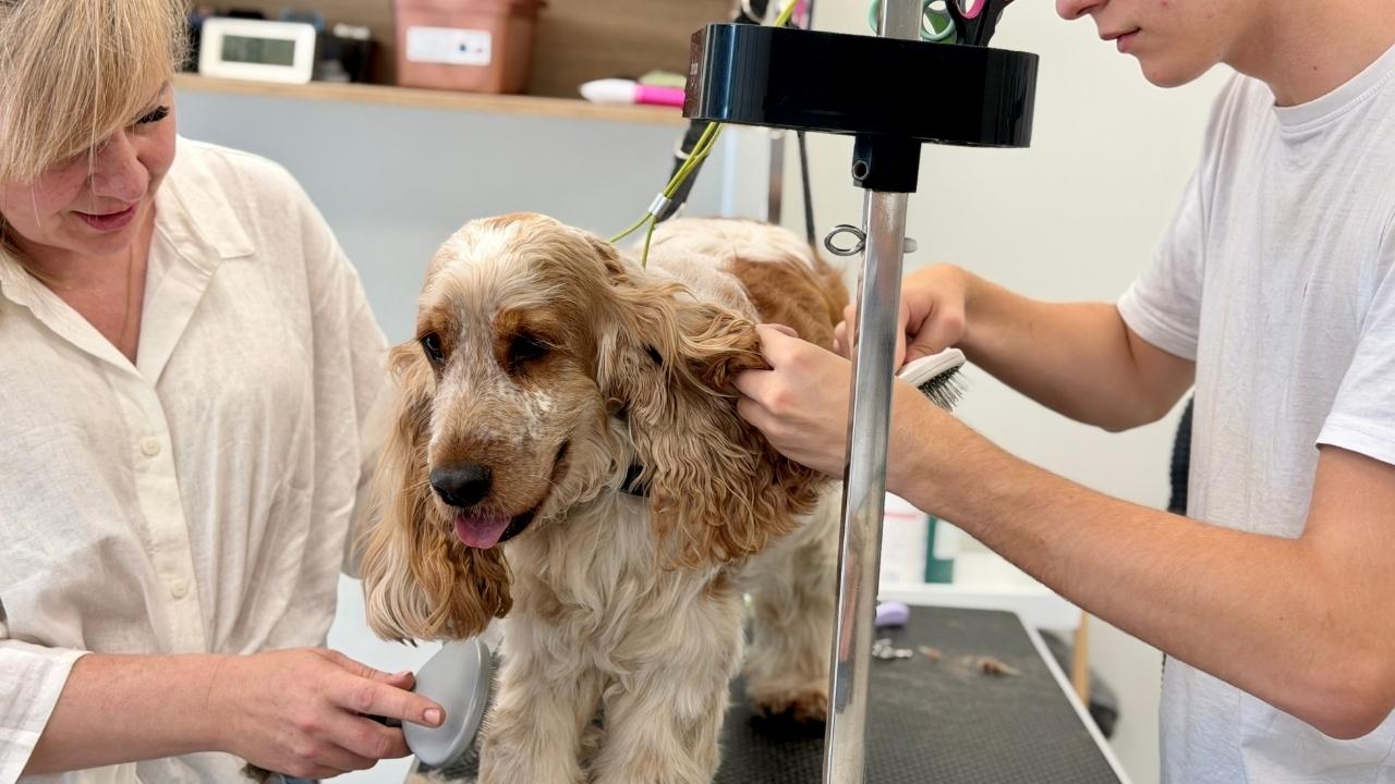 Zespół Groomer House podczas pielęgnacji psa